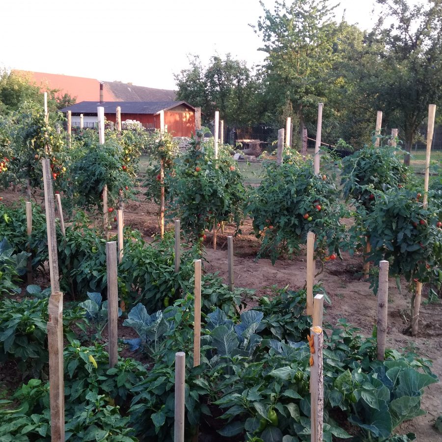 Čeští vědci se zapojili do mezinárodního výzkumu zaměřeného na dopady pandemie COVID-19 na stravování a způsob získávání potravin